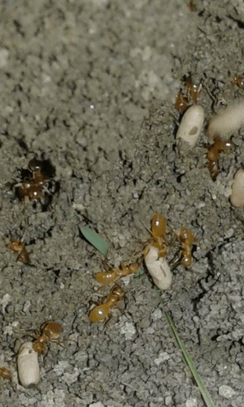 Formicidae : Lasius sp.?  S